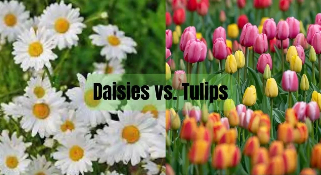 Daisies vs. Tulips