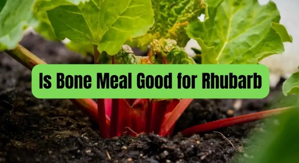 Is Bone Meal Good for Rhubarb
