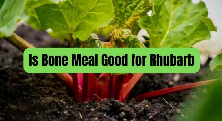 Is Bone Meal Good for Rhubarb? Benefits and Tips for Rhubarb Growth