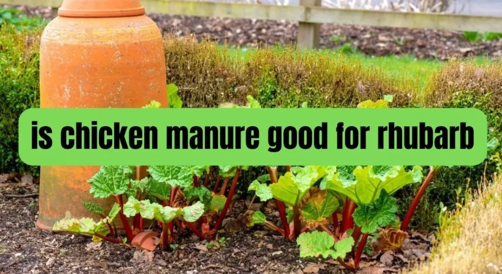 is chicken manure good for rhubarb