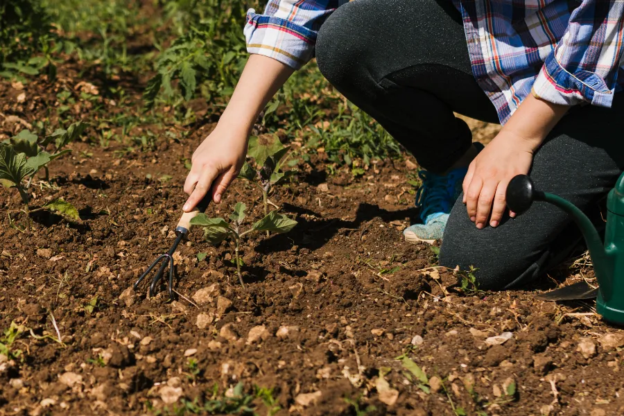 Maintaining Healthy Soil