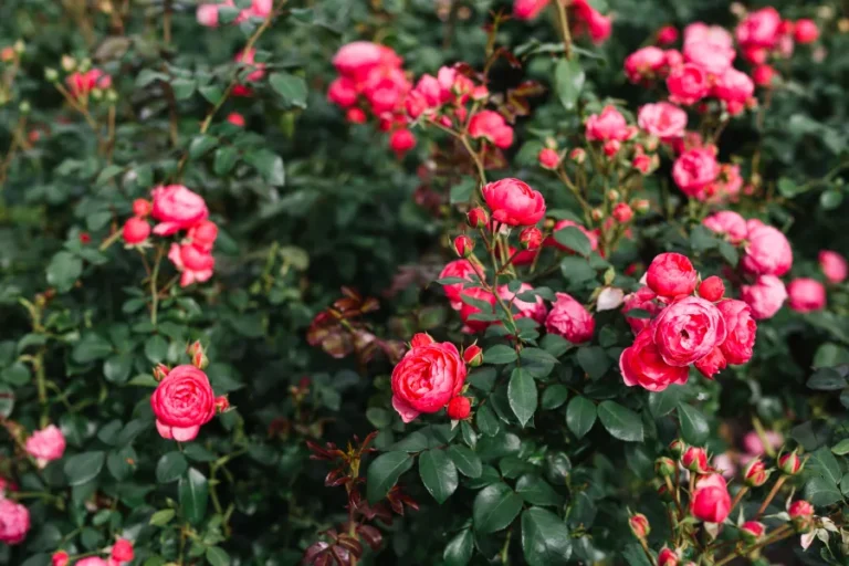 September Pruning: Is It Too Late for Shrub Roses? No.(Here is Why)