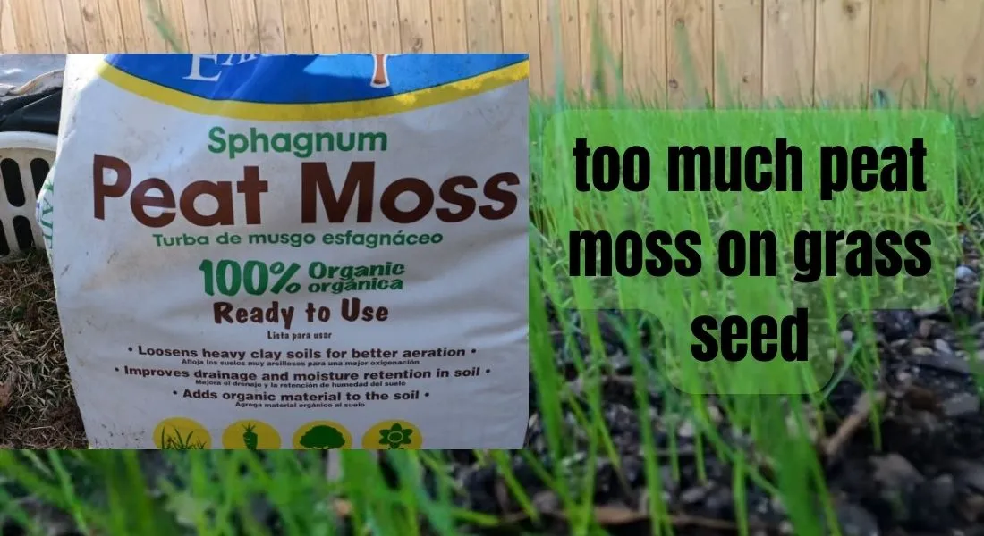 Peat Moss Killed My Lawn, Avoid This Issue