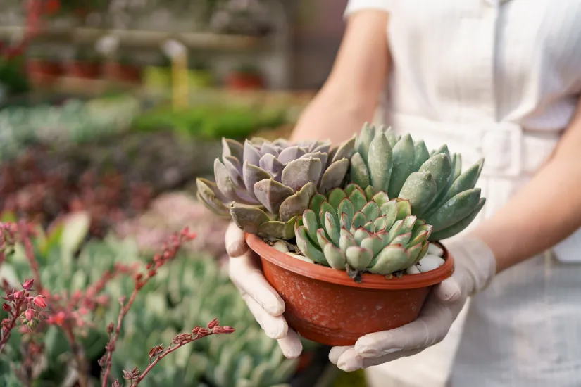 Succulents that can be Grown Indoors