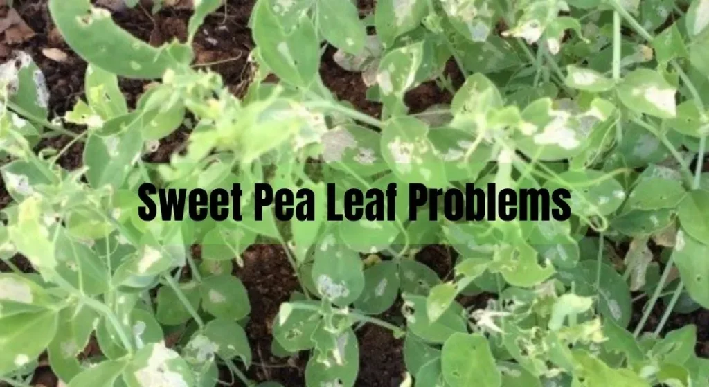 Sweet Pea Leaf Problems