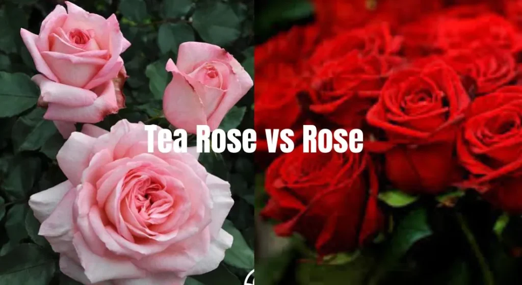 Tea Rose vs Rose