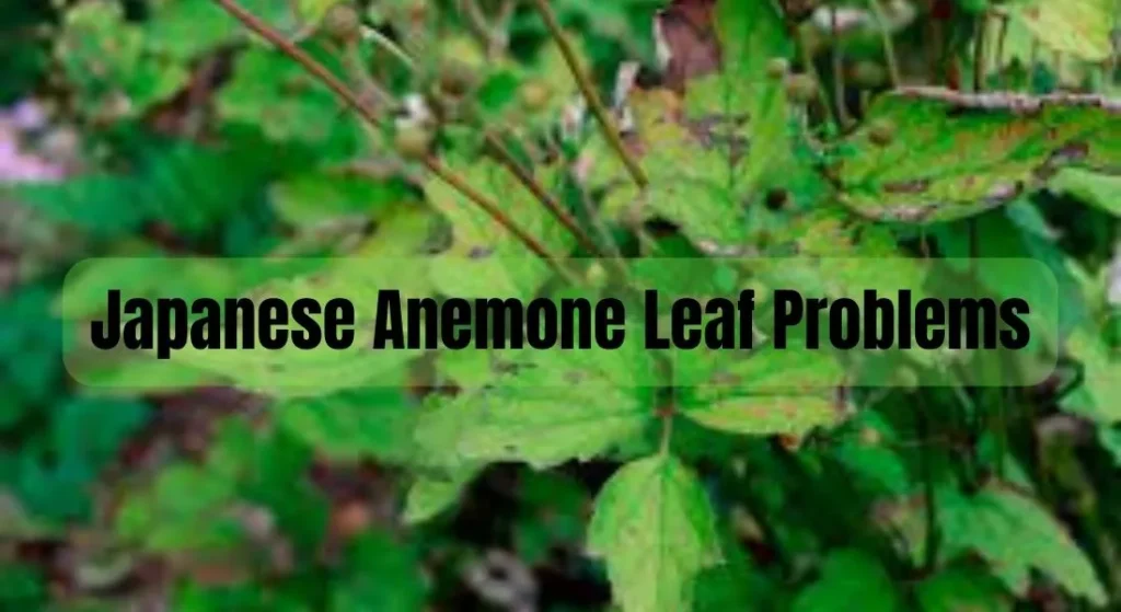 Japanese Anemone Leaf Problems