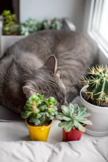 Succulents That are in General Harmful to Pet Animals