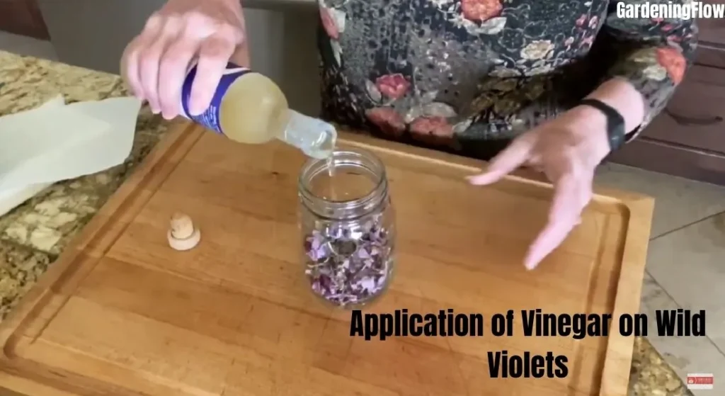 Application of Vinegar on Wild Violets