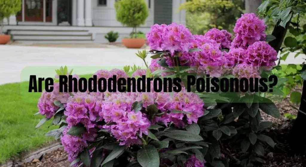Are Rhododendrons Poisonous