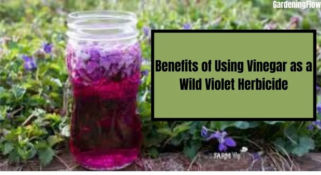 Benefits of Using Vinegar as a Wild Violet Herbicide