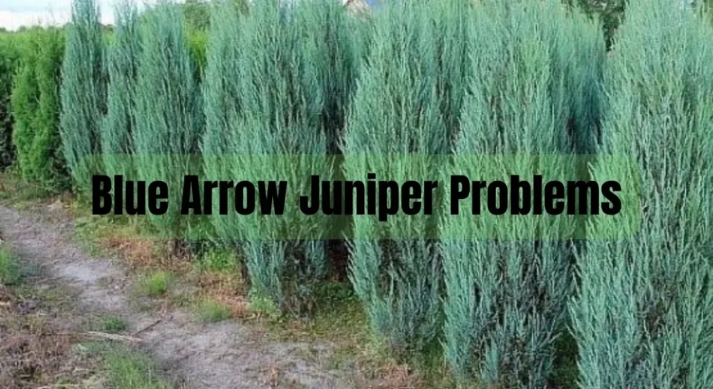 Blue Arrow Juniper Problems