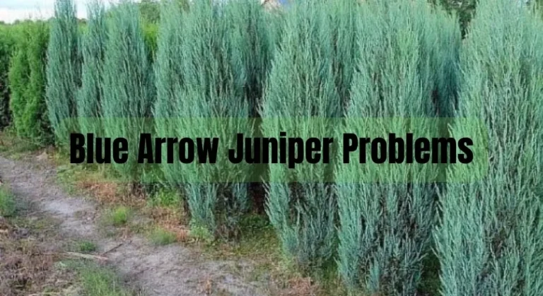 Blue Arrow Juniper Problems: Common Issues and Solutions