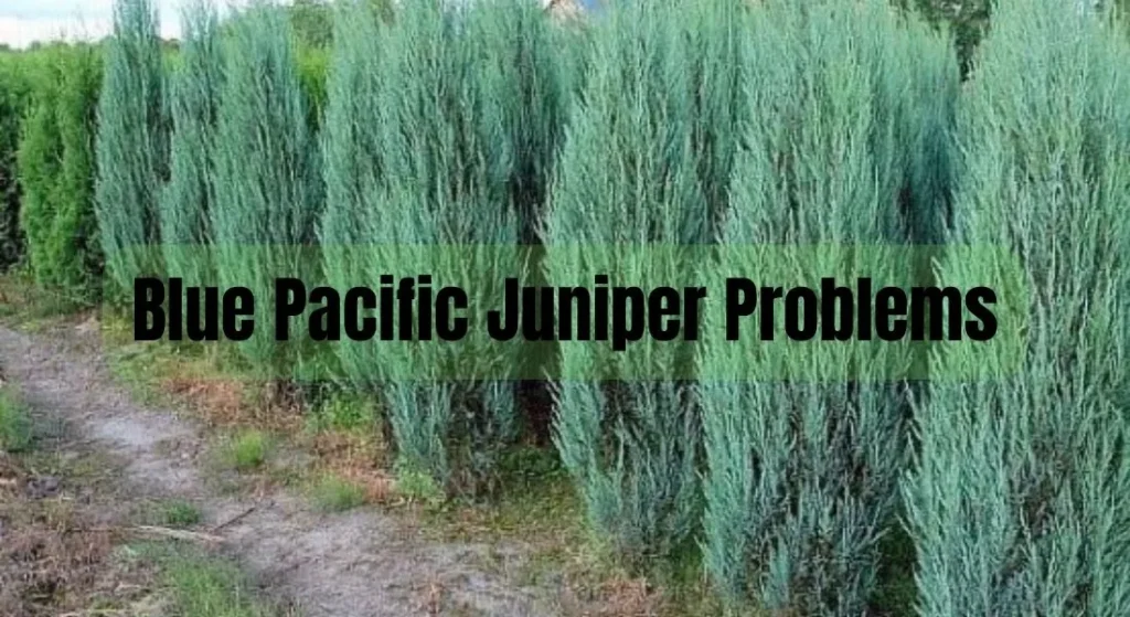 Blue Pacific Juniper Problems