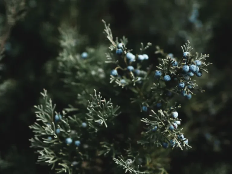 Blue Star Juniper Problems: How to Fix Them (Ultimate Guide)