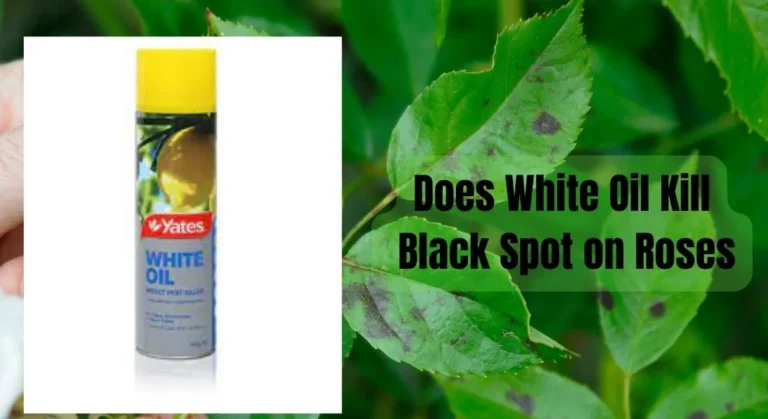 Does White Oil Kill Black Spot on Roses? A Gardener’s Guide