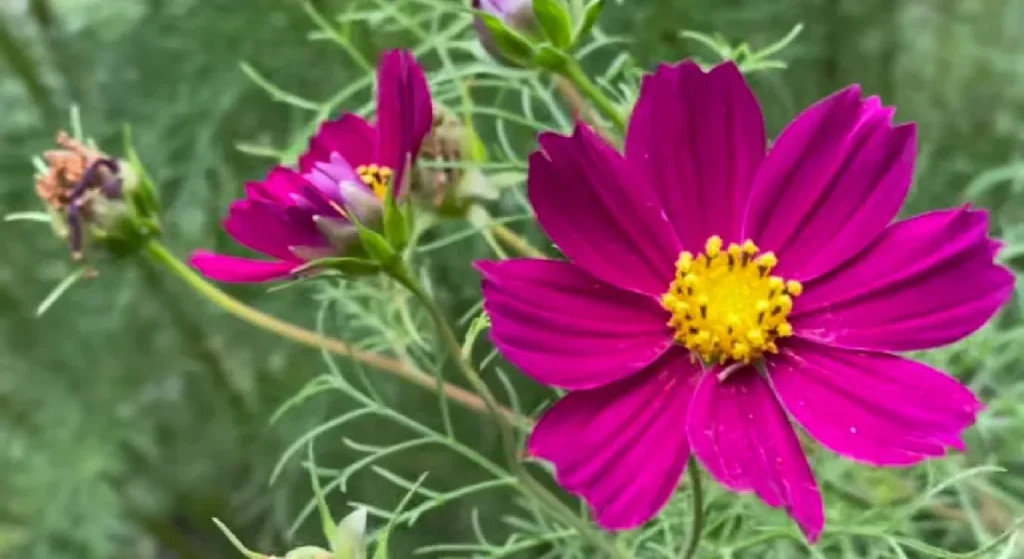 Caring for your Cosmos Plants
