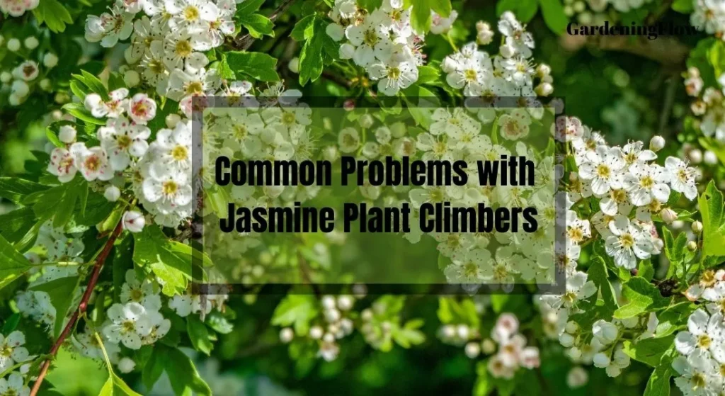 Common Problems with Jasmine Plant Climbers