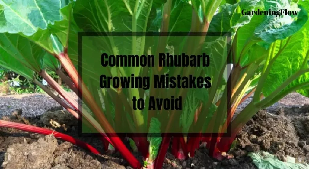 Common Rhubarb Growing Mistakes to Avoid