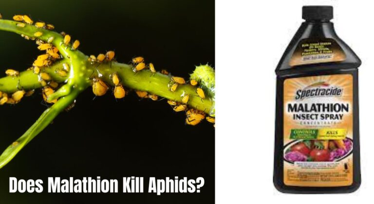 Does Malathion Kill Aphids: A Comprehensive Guide