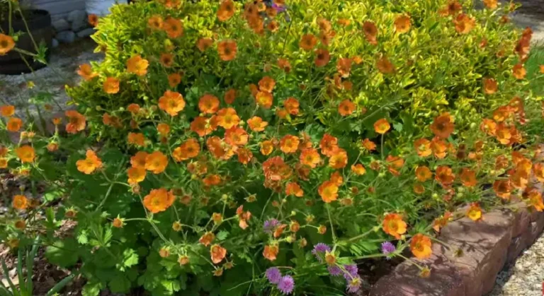 Geum Problems: How to Identify and Prevent Common Issues