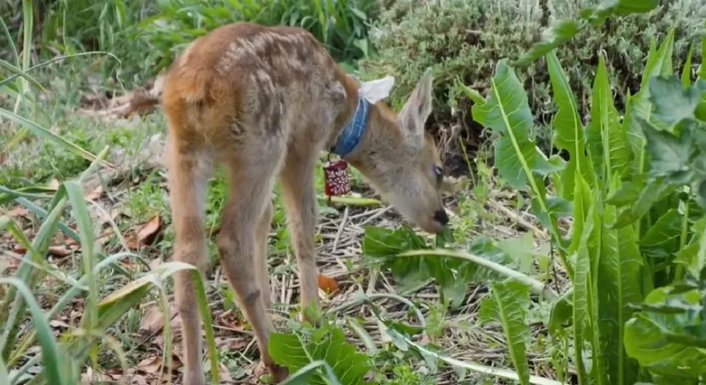 How Can I Protect My Garden from Deer