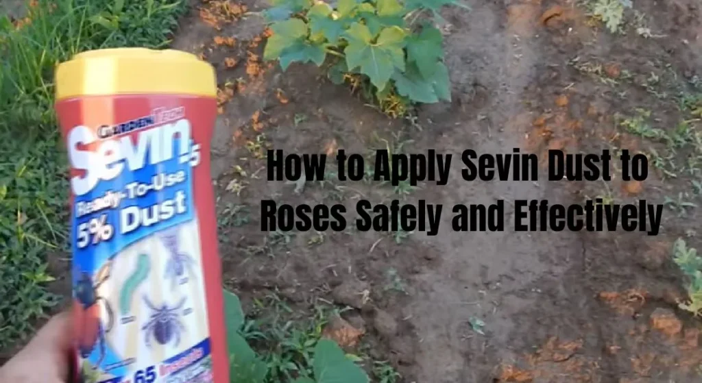 How to Apply Sevin Dust to Roses Safely and Effectively