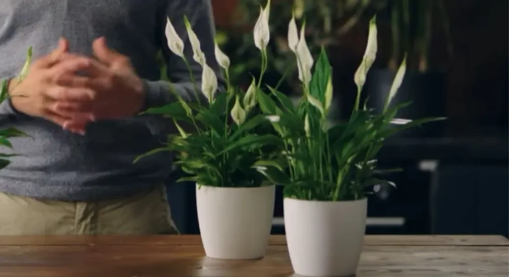 How to Care for Spathiphyllum Kochii