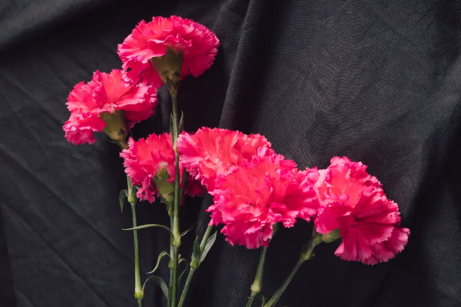 How to Grow Carnations from Cut Flowers