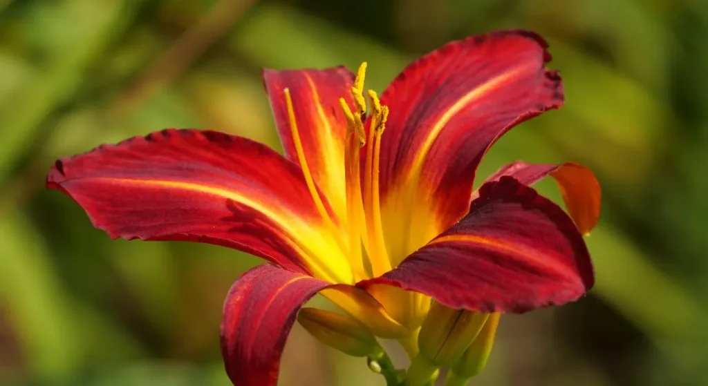 How to Make a Vinegar-Based Solution to Kill Daylilies