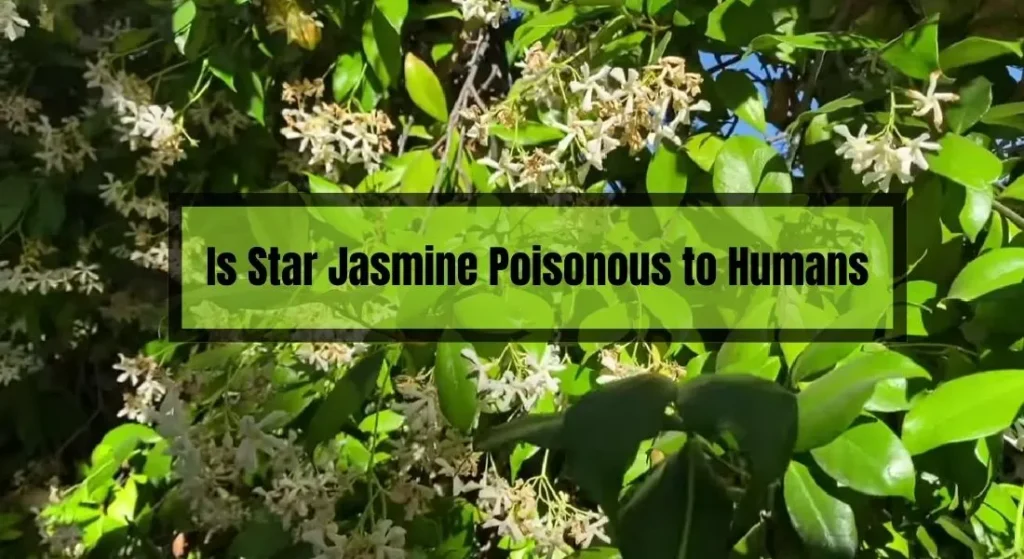 Is Star Jasmine Poisonous to Humans