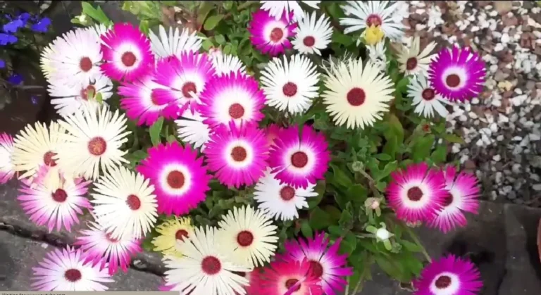 Livingstone Daisy Problems: How to Keep Your Daisies Healthy and Vibrant