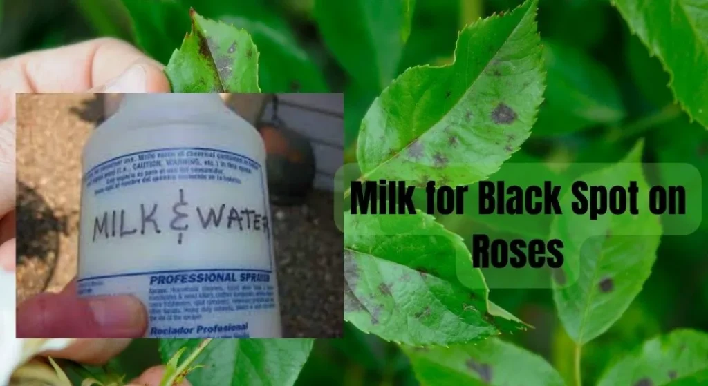 Milk for Black Spot on Roses