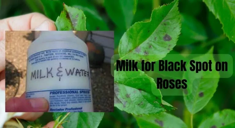 Milk for Black Spot on Roses: A Natural Solution