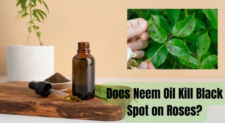 Does Neem Oil Kill Black Spot on Roses? Find Out Here!