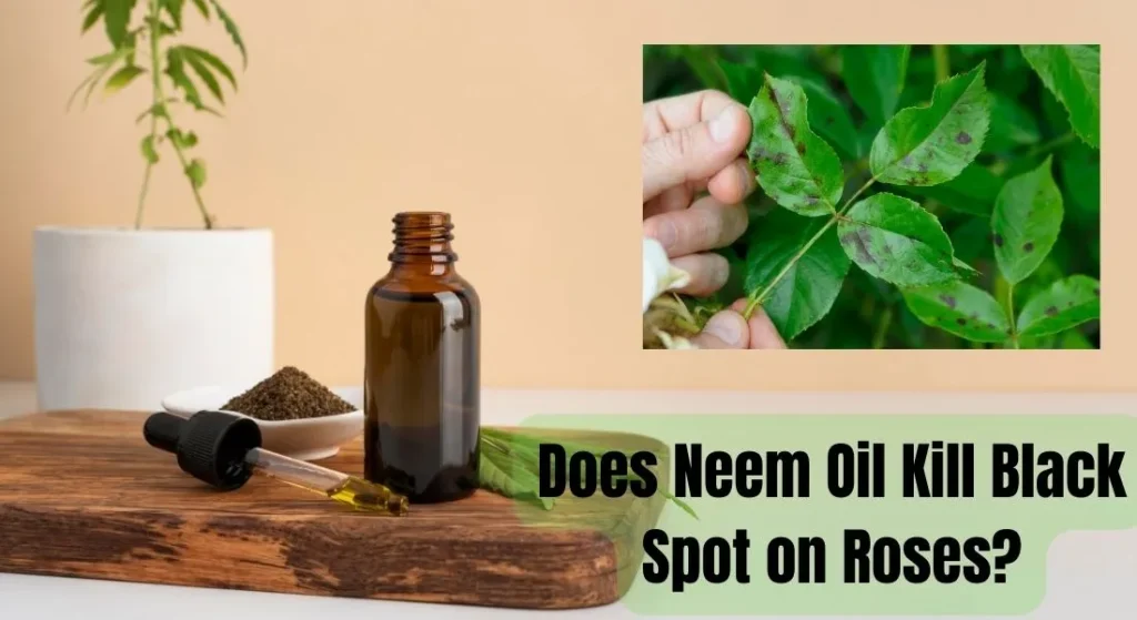 Does Neem Oil Kill Black Spot on Roses