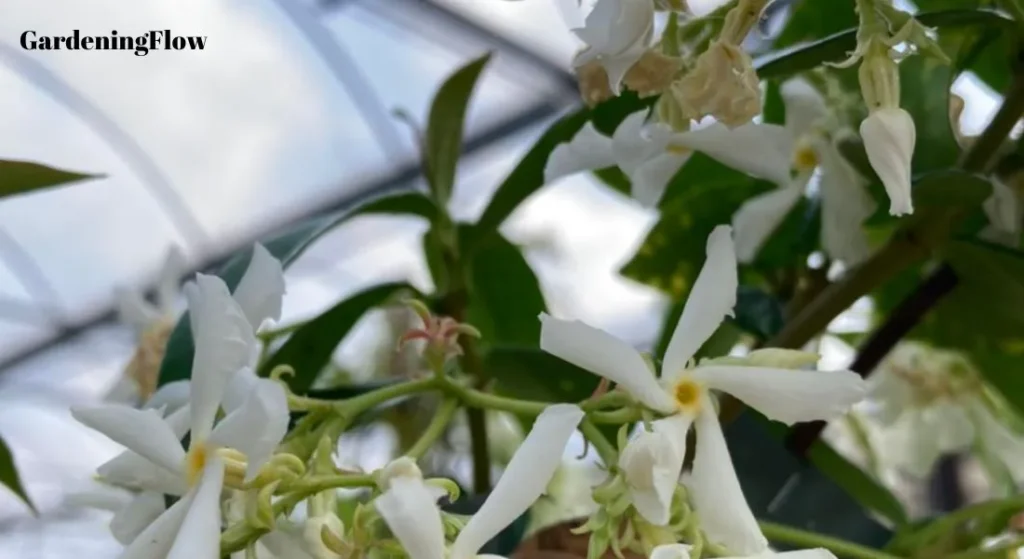 Common Issues with Jasmine Plant Climbers