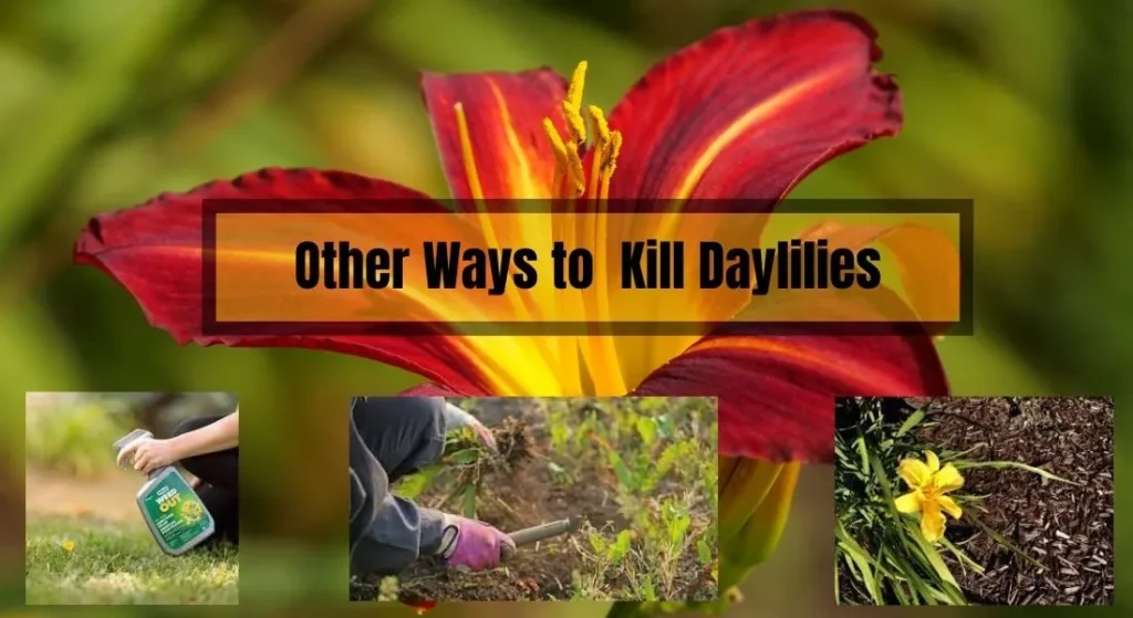 Other Ways to Kill Daylilies