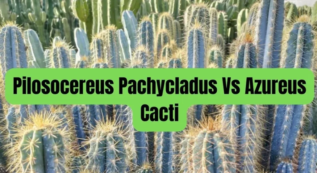 Pilosocereus pachycladus vs azureus