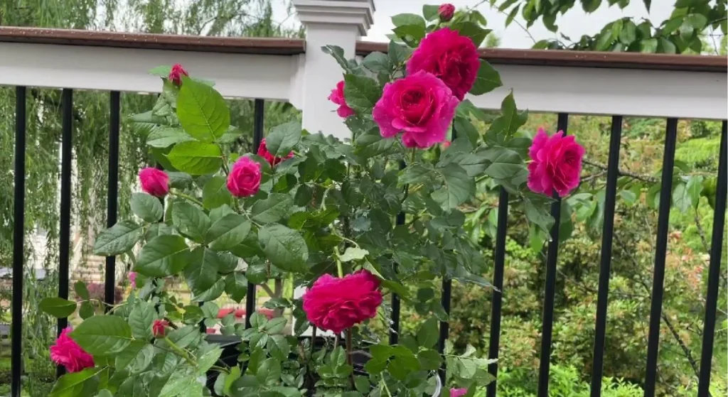 Care Tips for a Healthy Gabriel Oak Rose