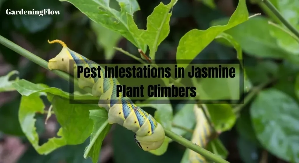 Pest Infestations in Jasmine Plant Climbers