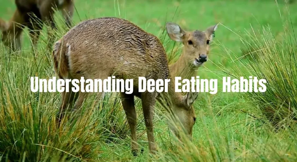 Understanding Deer Eating Habits