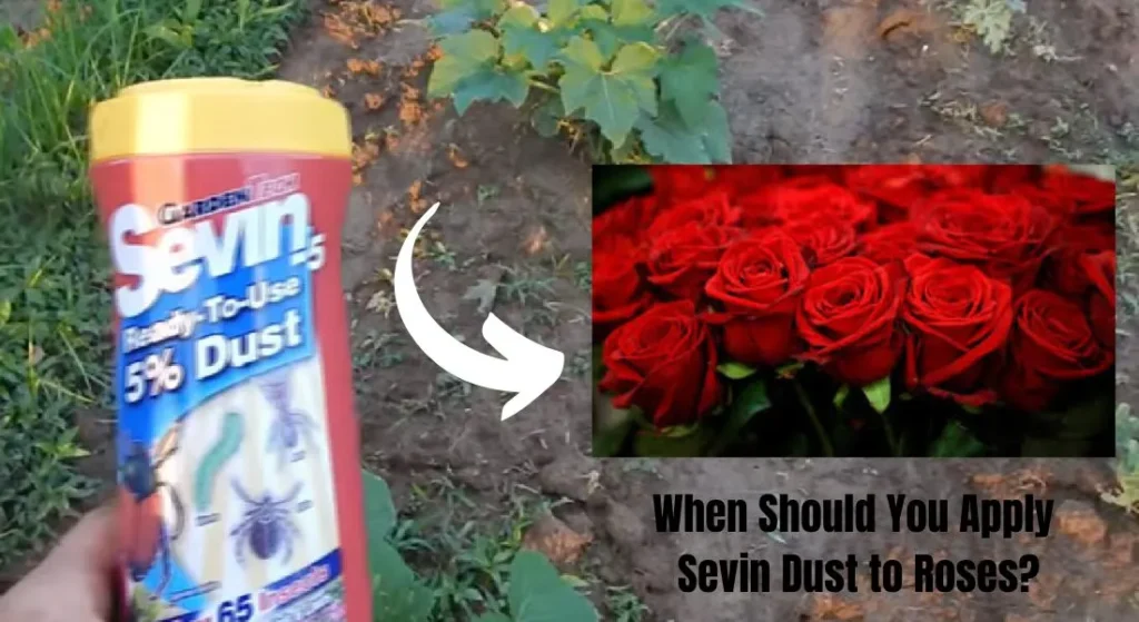 When Should You Apply Sevin Dust to Roses