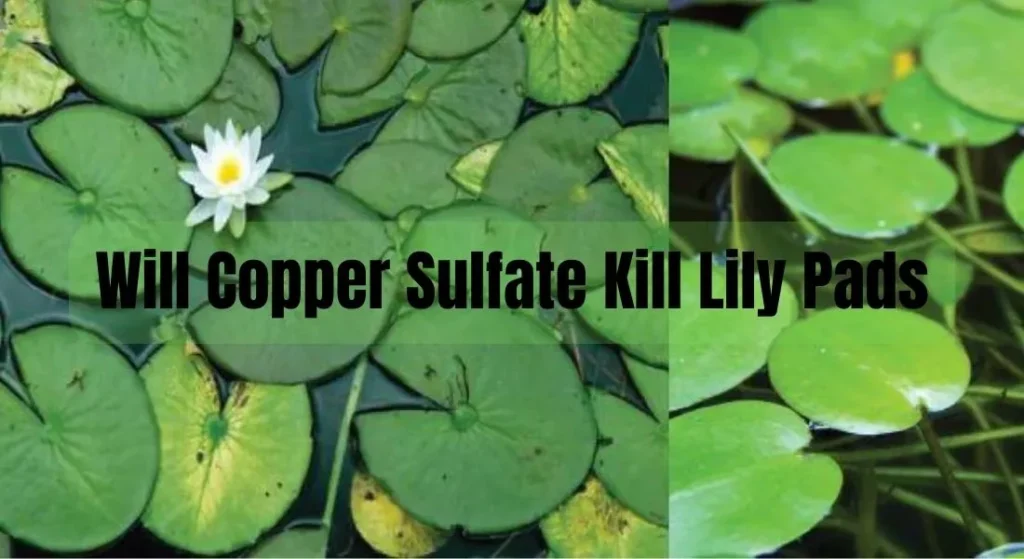 Will Copper Sulfate Kill Lily Pads
