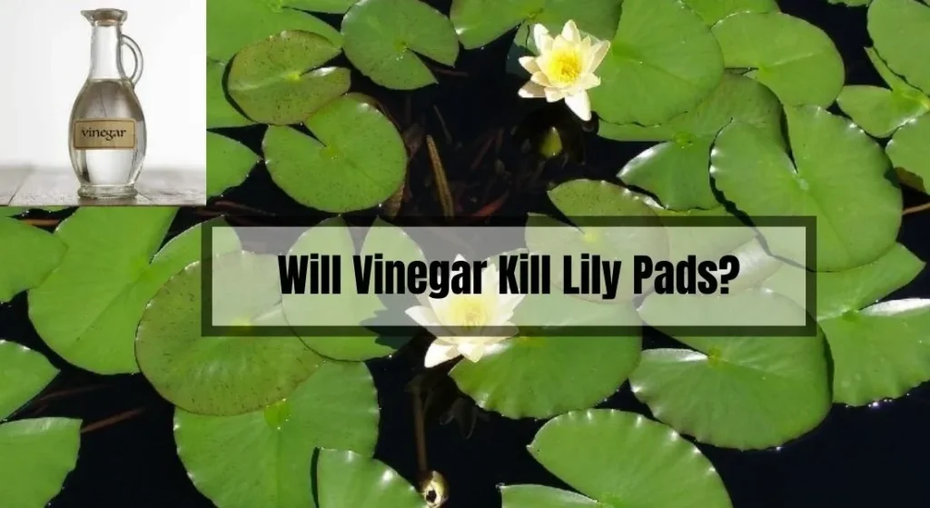 Will Vinegar Kill Lily Pads