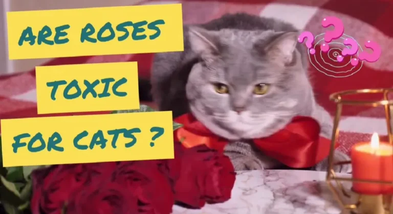 Are Roses Toxic to Cats? What You Need to Know