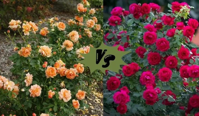 At Last Rose vs Knockout Rose: Which One is Right for Your Garden?