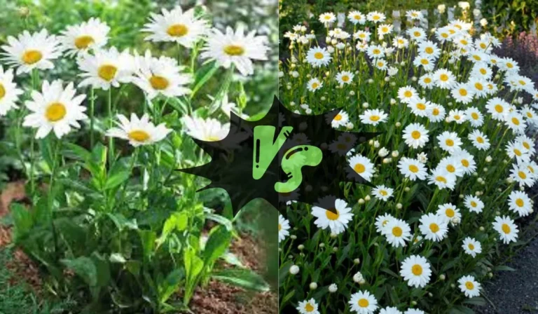 Becky Daisy vs Shasta Daisy: Unveiling the Perfect Garden Choice
