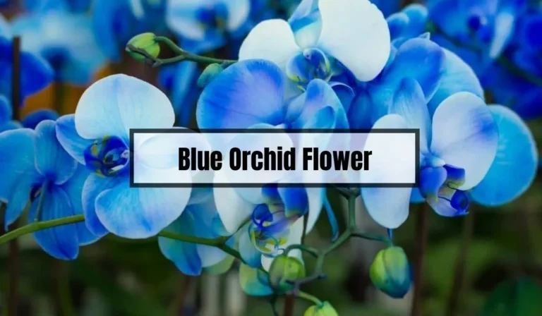 Discover the Beauty of Blue Orchid Flowers: Essential Care Tips for Beginners
