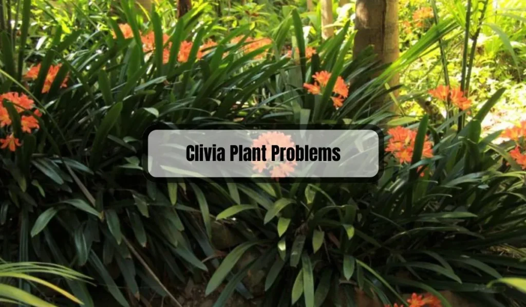 Clivia Plant Problems